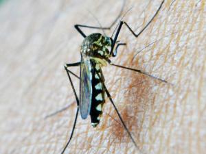 Nueva estrategia para el desarrollo de una vacuna contra la malaria vivax