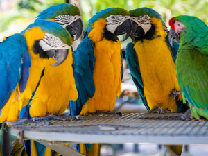 Los loros son capaces de recordar lo que hacen unos segundos