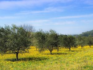 Los expertos obtuvieron que el 57% de las semillas tenía al polen fuera de su zona, mientras que el 43% restante había sido germinado con polen de plantas cercanas. En la imagen: olivar. / 858106 (PIXABAY)