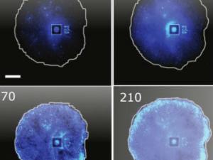 La imagen muestra las oscilaciones de los biofilms de Bacillus subtilis mediante la fluorescencia emitida por el colorante de potencial de membrana Thioflavin T. / UPF