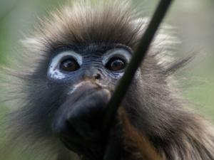 En las últimas casi dos décadas, ha habido científicos de todo el mundo que han intentado clonar primates no humanos sin éxito. / willem_87 (PIXABAY)