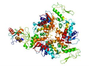 Estructura de la proteína UBE3A. / Emw (WIKIMEDIA)