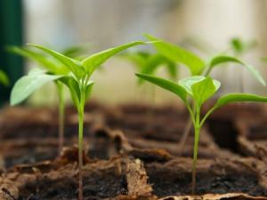 seedling-gead91afab_12