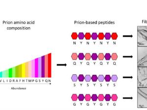 Los investigadores han demostrado que sólo con cuatro tipos de aminoácidos diferentes (N, Q, S o G) y combinados siempre con un mismo quinto tipo (Y), es suficiente para tener el código completo que permite formar fibras priónicas sintéticas. / IBB-UAB 