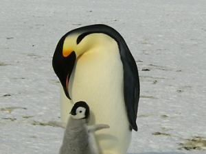 El cambio climático destapa nuevos hábitats en la Antártida