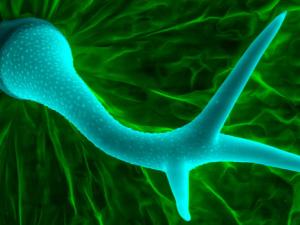 Imagen tomada con un microscopio electrónico de barrido de un tricoma de Arabidopsis thaliana. / Heiti Paves (WIKIMEDIA)