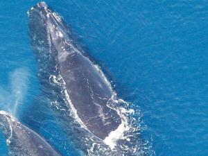La ballena franca y la gris habitaban el Mediterráneo en la época romana. / (WIKIMEDIA)