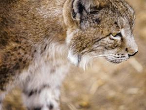 Lince Ibérico. / jmucendo (PIXABAY)