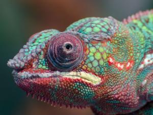 El camaleón inspira un nuevo nanoláser que cambia de color. / Krahulic (PIXABAY)
