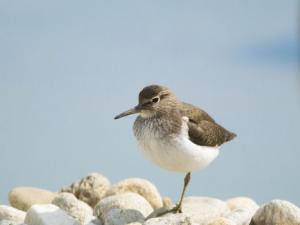 El chorlitejo patinegro es el ave del año