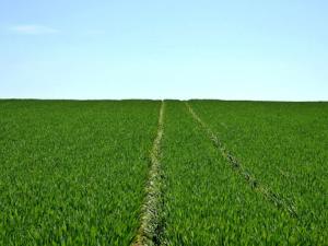 Estudian cómo adaptar los cultivos europeos al cambio climático