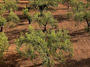Predecir el comportamiento del cultivo del olivo ante el cambio climático