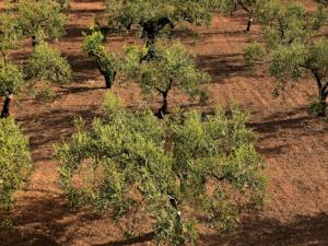 Predecir el comportamiento del cultivo del olivo ante el cambio climático