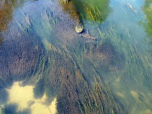 El alga Didymosphenia geminata, o moco de roca, es una especie exótica e invasora de agua dulce capaz de recubrir el cauce de los ríos durante kilómetros. / menita (PIXABAY)