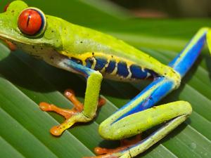 La catástrofe que acabó con los dinosaurios abrió el camino a las ranas