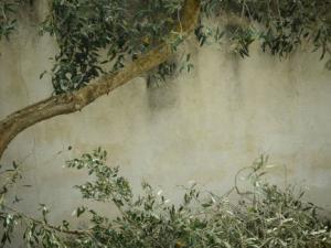 Drones para salvar a los olivos. / ulleo (PIXABAY)