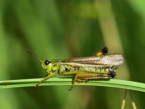 No sin los herbívoros: cuando ellos faltan, sus ecosistemas colapsan