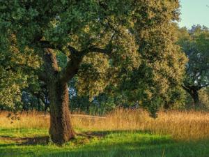 La sequía debilita a las encinas afectadas por la enfermedad de la seca