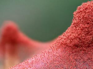 Hallado el gen que permite a la araña roja hibernar