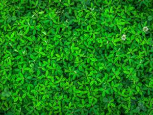 Identifican un gen esencial para la supervivencia de las plantas