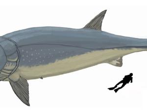 Los cambios metabólicos marcaron el gigantismo en los depredadores