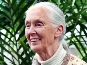 La Dra. Jane Goodall en el Gran Mariscal del Torneo de Rosas, 2012. / Floatjon (CC BY-SA 3.0, WIKIMEDIA)