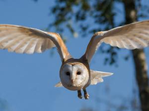 Lechuza. / dannymoore1973 (PIXABAY)