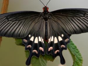 Ejemplar de Pachliopta aristolochiae. / J.M.Garg (WIKIMEDIA COMMONS)