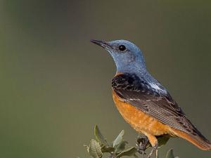 Monticola saxatilis. / Pierre Dalous (WIKIMEDIA, CC BY-SA 3.0)