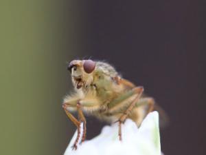 Algoritmos para localizar los centriolos en la célula
