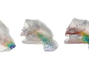 Reconstrucción de la anatomía nasal interna de NEA 2116236 (izquierda), SWE-93776 (centro) y Neandertal (derecha) / Diseño Pablo Navarro (CENPAT-CONICET)