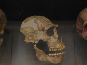 Calaveras de Neandertales. / leted (FLICKR)