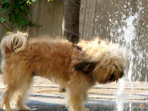 Las olas de calor extremas afectarán a tres cuartas partes de la población