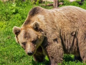 El oso cavernario no está completamente extinto