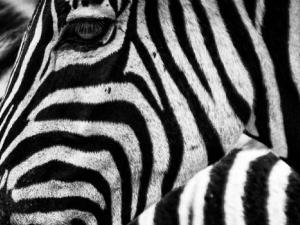 Turing tenía razón: sus patrones biológicos son una promesa en ingeniería de tejidos. / kowloon (PIXABAY)