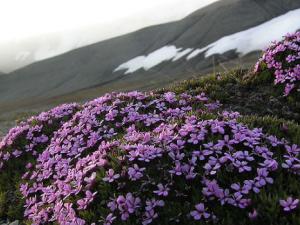 (Silene acaulis) Barentsøya, Svalbard. / Hermanhi (WIKIMEDIA, CC BY-SA 3.0)