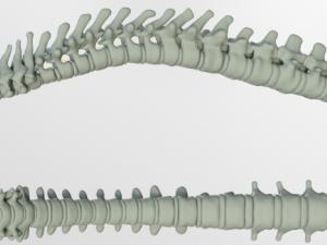 Recreación por ordenador de la columna vertebral. / kalhh (PIXABAY)