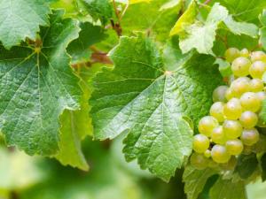 El resveratrol protege a ratones contra las alteraciones celulares del alzhéimer. / casc (PIXABAY)