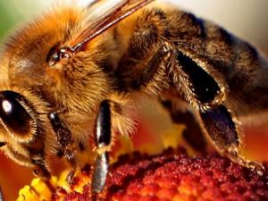 El SOS de las abejas ante el cambio climático