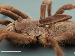 Ceratogyrus attonitifer sp. norte. Paratipo, cefalotórax. A) vista retrolateral. Barra de escala: 10 mm (A). / John M. Midgley, Ian Engelbrecht. DOI: 10.3897/afrinvertebr.60.32141