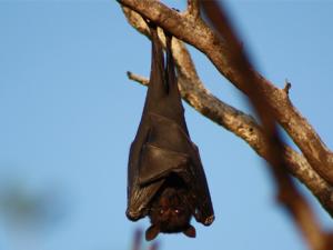Murciélago en un árbol. / gwmiddleditch (PIXABAY)