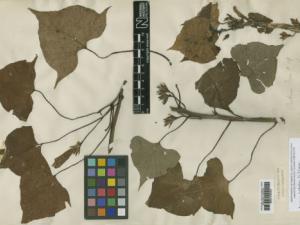 Sweet potato specimen collected by Banks and Solander in 1769 from Society Islands. / Copyright the Trustees of the Natural History Museum of London