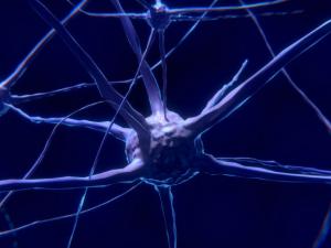 Nuestra consciencia sería posible gracias a unas "neuronas gigantes"