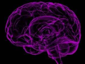 La carencia de la proteina Staufen homolog 2 (Stau2) ralentizaba la capacidad de aprendizaje de las ratas. / sbtlneet (PIXABAY)