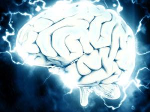 Descubren cómo se forma el sistema de navegación del cerebro