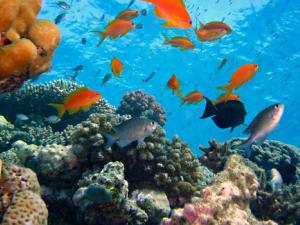 En ecología el término eutrofización designa el enriquecimiento en nutrientes de un ecosistema. / joakant (PIXABAY)