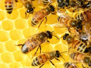 La biología no se puede entender sin matemáticas