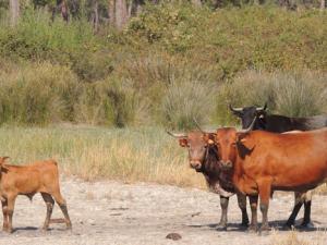 El antiparasitario ivermectina es seis veces más tóxico que la moxidectina. / José R. Verdú (UA) 