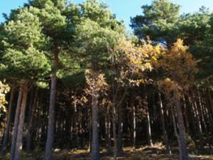 El trabajo es el resultado de una línea de investigación exhaustiva que comenzó hace más de cinco años y que integra datos de archivos históricos, climatología, modelos estadísticos y ecología forestal. / UAH