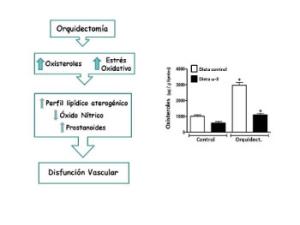 Esquema indicando cambios inducidos por la orquidectomía sobre factores que regulan la función vascular. La gráfica muestra la disminución del contenido de oxisteroles en arterias de animales orquidectomizados alimentados con una dieta suplementada con ácidos grasos ω-3. / UAM